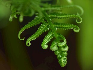 卷曲嫩绿蕨类植物特写