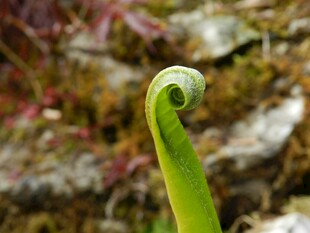 卷曲的嫩绿植物新芽