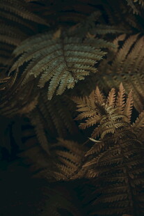 蕨类植物特写
