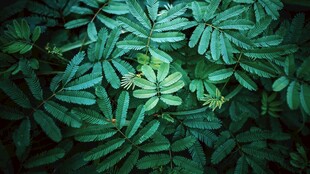 翠绿繁茂的植物叶片