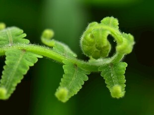 卷曲的嫩绿蕨类植物新芽