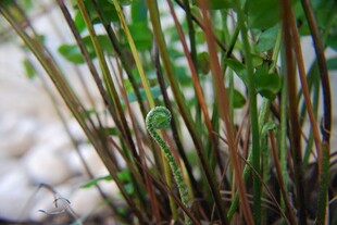 嫩绿植物茎部特写