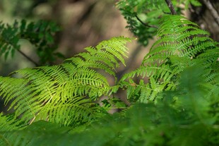 翠绿蕨类植物生机盎然