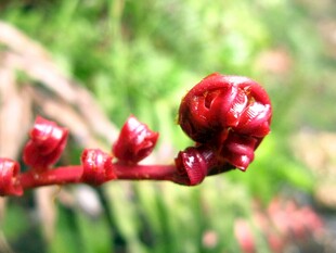 红色卷曲植物嫩芽特写