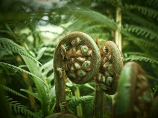 蕨类植物中的独特卷曲叶片