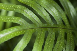 翠绿蕨类叶片特写