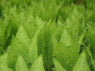 翠绿蕨类植物叶片特写