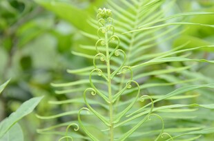 翠绿蕨类植物叶片特写
