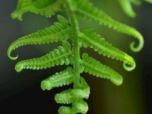 卷曲的嫩绿蕨类植物
