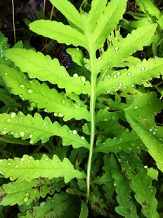 翠绿蕨类植物特写
