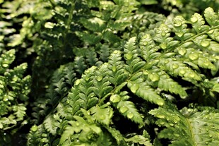 翠绿蕨类植物叶片特写