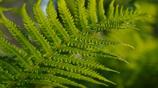 翠绿蕨类植物特写