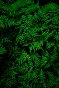 翠绿蕨类植物特写