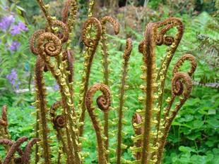 卷曲的蕨类植物特写