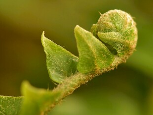卷曲的嫩绿蕨类植物叶片