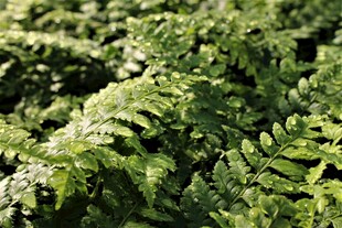 翠绿蕨类植物特写