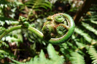 卷曲的蕨类植物新叶