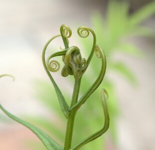 卷曲蕨类植物的独特姿态