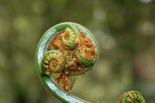 卷曲的蕨类植物嫩芽