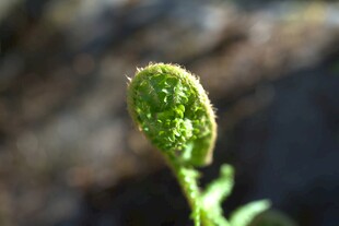 嫩绿卷曲的蕨类植物新芽