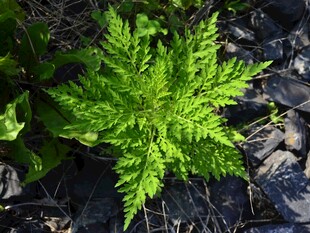 翠绿蕨类植物生机盎然