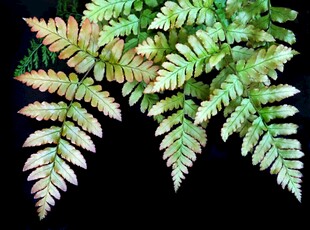 翠绿蕨类植物叶片特写