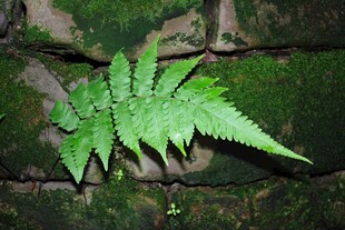 石缝中生长的翠绿蕨类植物