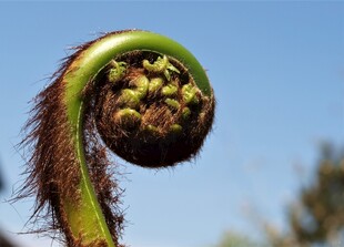 卷曲的蕨类植物嫩芽