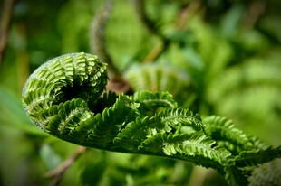 卷曲的蕨类植物嫩叶