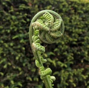 卷曲的蕨类植物嫩芽