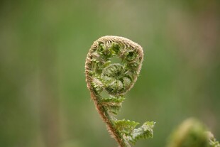 卷曲的蕨类植物嫩芽