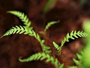 嫩绿蕨类植物破土而出