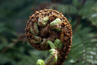 卷曲的蕨类植物嫩芽