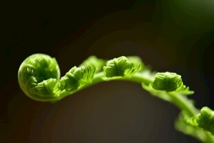 卷曲的嫩绿蕨类植物