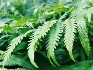 翠绿蕨类植物特写