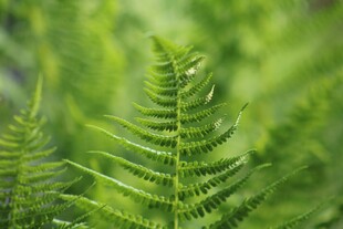 翠绿蕨类植物特写