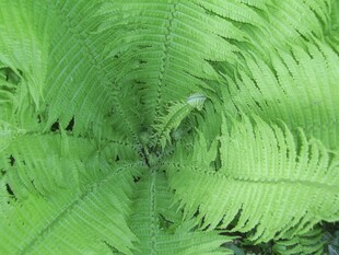 蕨类植物特写