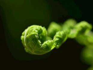 卷曲嫩绿植物特写