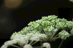 白色伞状植物特写