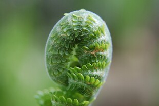 卷曲的蕨类植物嫩芽