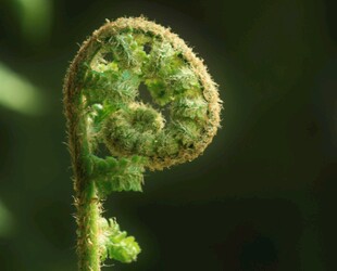 卷曲的蕨类植物新芽