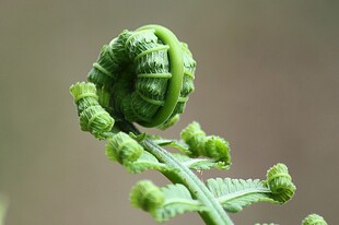 卷曲的嫩绿蕨类植物