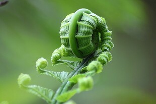 卷曲的嫩绿蕨类植物