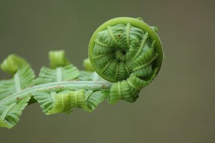 卷曲的嫩绿蕨类植物