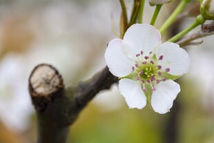枝头梨花