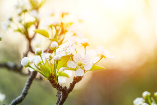春日绽放的洁白梨花