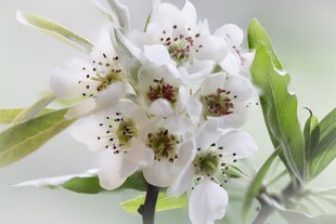 洁白梨花绽放枝头