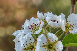 洁白梨花绽放枝头