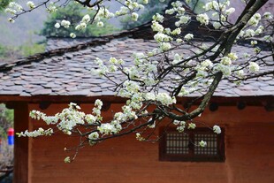 古宅旁繁花盛开的梨花