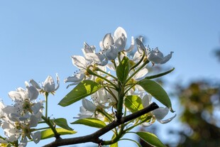 枝头绽放的梨花